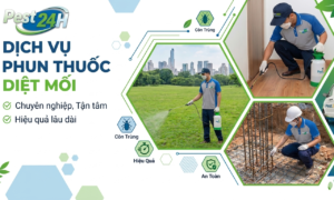 Dịch vụ phun thuốc diệt mối