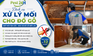 Dịch vụ xử lý mối cho đồ gỗ