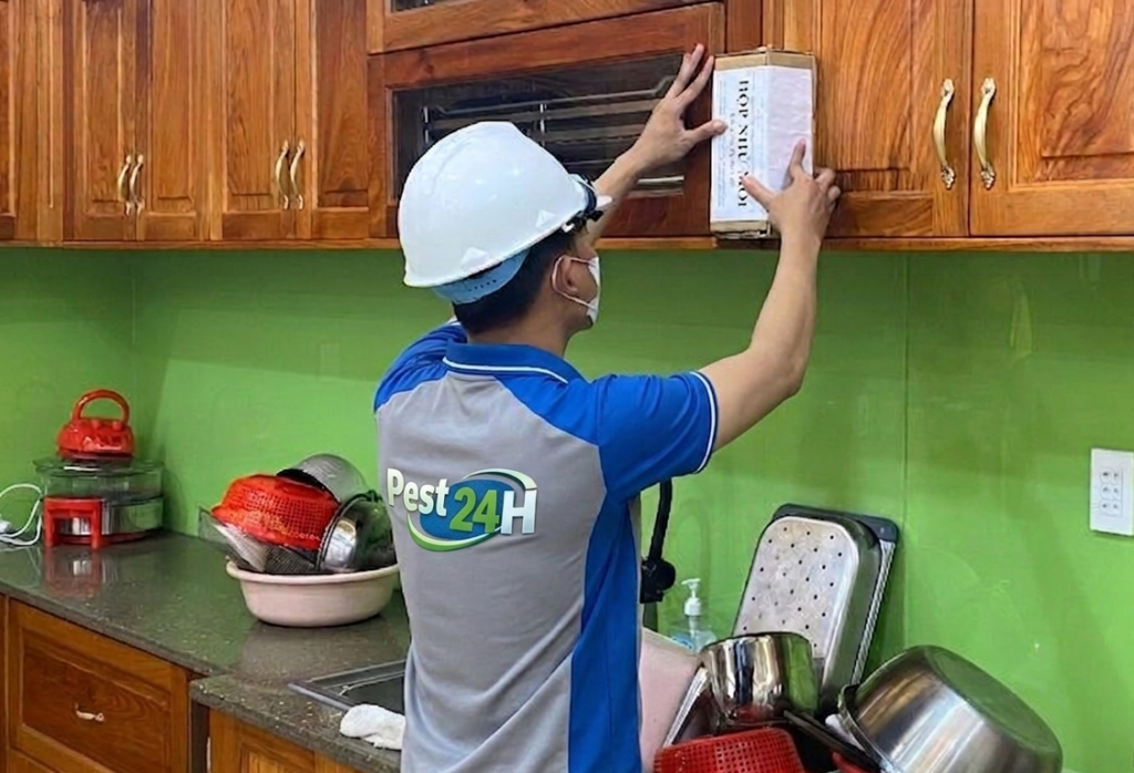 Đặt hộp nhử tại nơi gỗ đang bị mối ăn