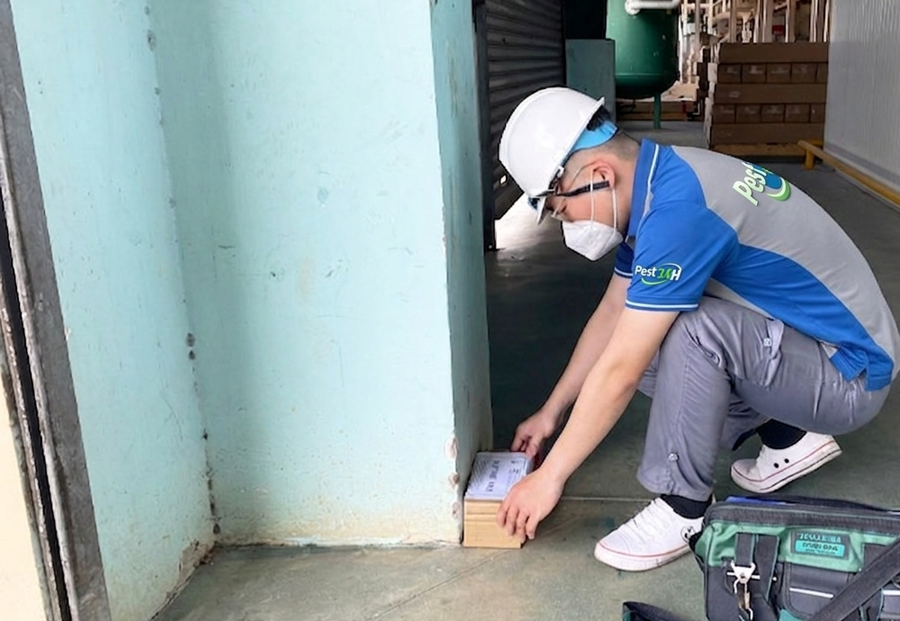 Dịch vụ đặt hộp nhử mối tại TPHCM