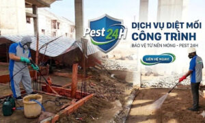 Dịch vụ diệt mối công trình